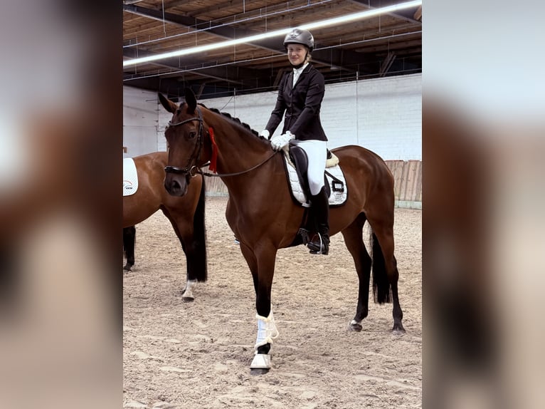 Hannoveraner Stute 5 Jahre 173 cm Brauner in Tiddische