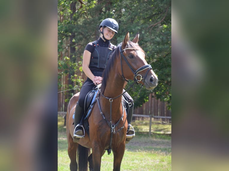 Hannoveraner Stute 5 Jahre 173 cm Brauner in Berlin