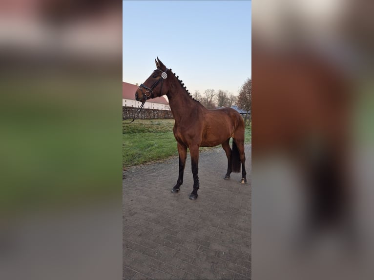 Hannoveraner Stute 5 Jahre 173 cm Brauner in Berlin