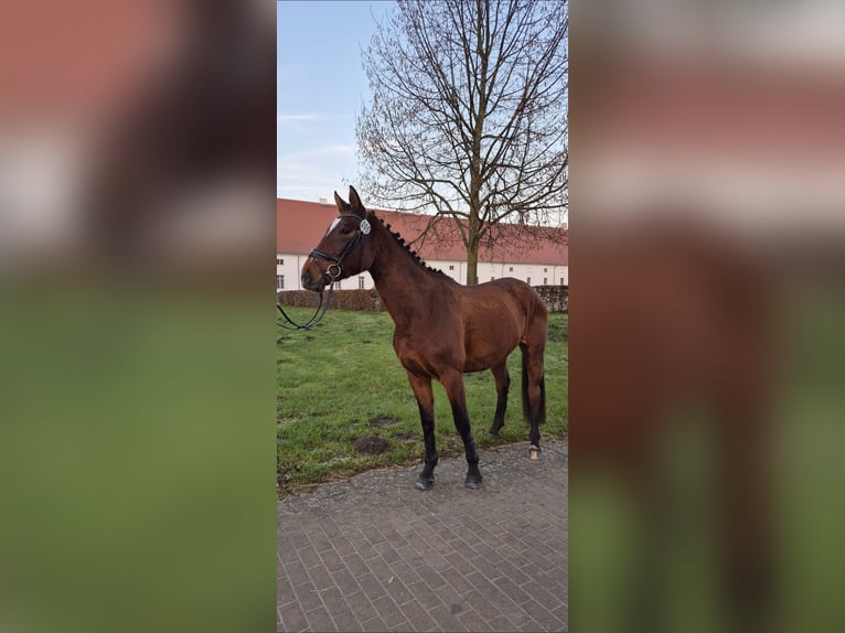 Hannoveraner Stute 5 Jahre 173 cm Brauner in Berlin