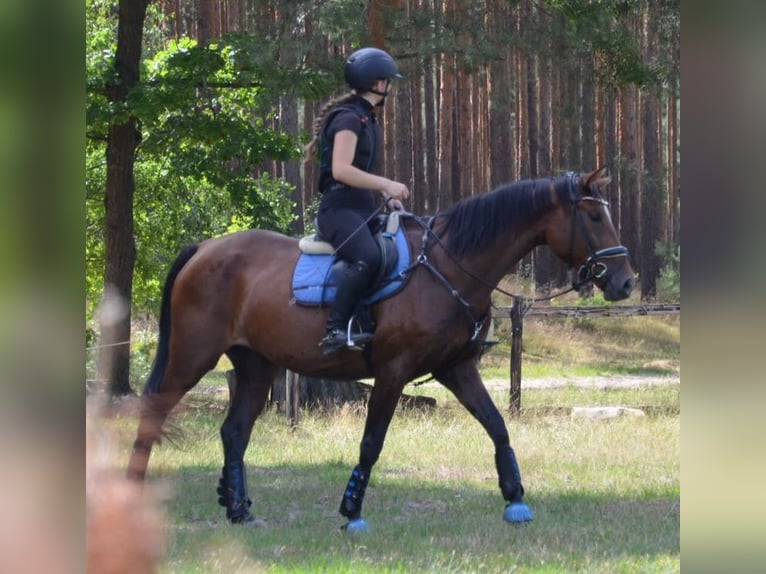 Hannoveraner Stute 5 Jahre 173 cm Brauner in Berlin