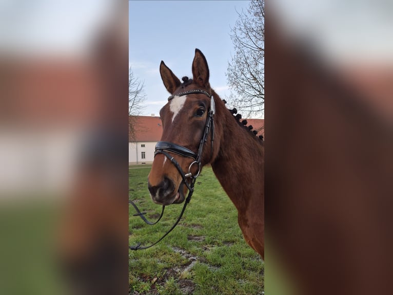 Hannoveraner Stute 5 Jahre 173 cm Brauner in Berlin