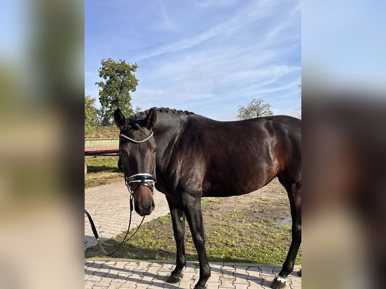 Hannoveraner Stute 5 Jahre 173 cm Dunkelbrauner in Bleckede