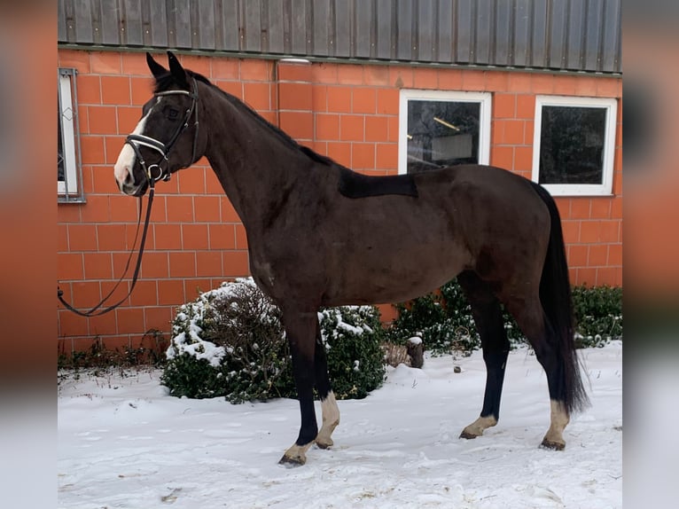 Hannoveraner Stute 5 Jahre 173 cm Rappe in Hepstedt