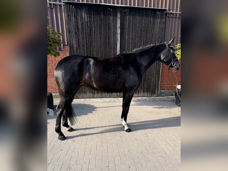 Hannoveraner Stute 5 Jahre 173 cm Schwarzbrauner in Garbsen