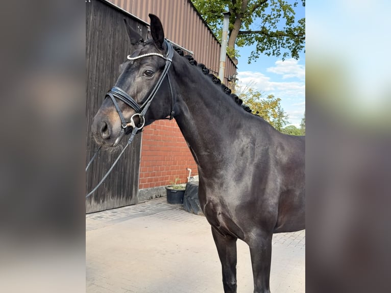 Hannoveraner Stute 5 Jahre 173 cm Schwarzbrauner in Garbsen