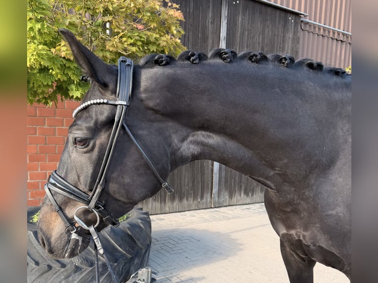 Hannoveraner Stute 5 Jahre 173 cm Schwarzbrauner in Garbsen