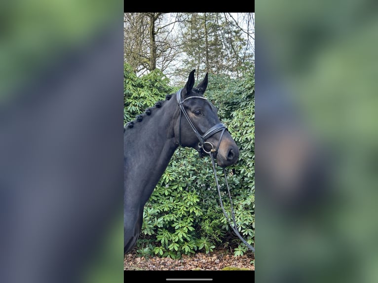 Hannoveraner Stute 5 Jahre 173 cm Schwarzbrauner in Verden (Aller)