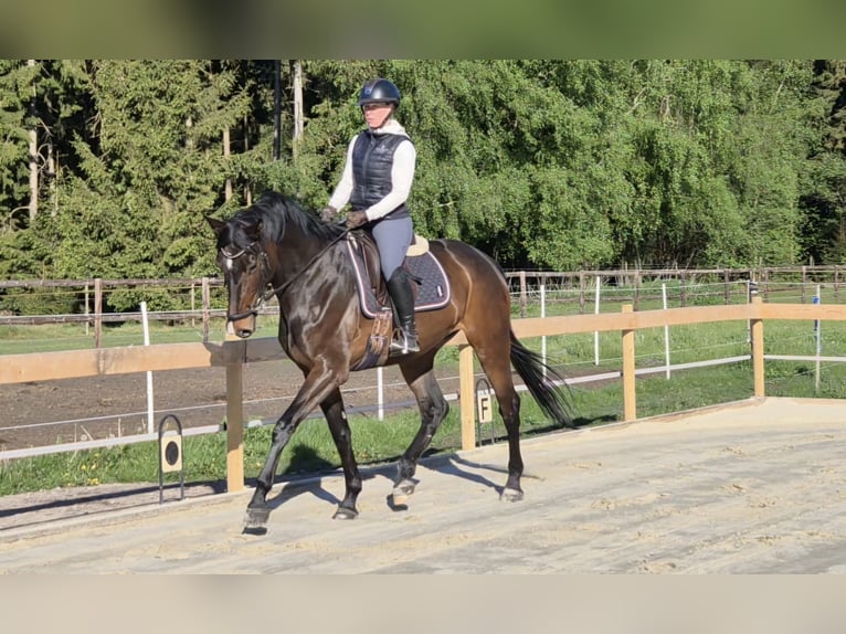 Hannoveraner Stute 5 Jahre 174 cm Brauner in Bremervörde