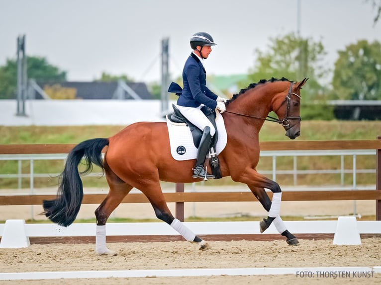 Hannoveraner Stute 5 Jahre 174 cm Brauner in Verden