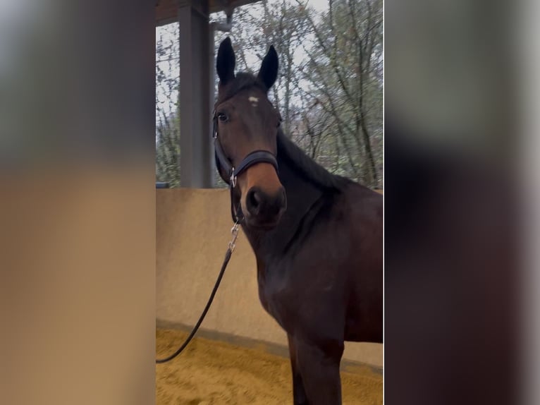 Hannoveraner Stute 5 Jahre 174 cm Dunkelbrauner in Lohmar