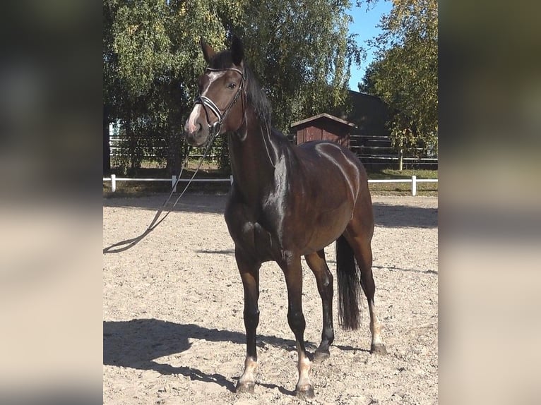Hannoveraner Stute 5 Jahre 174 cm Dunkelbrauner in Ratekau