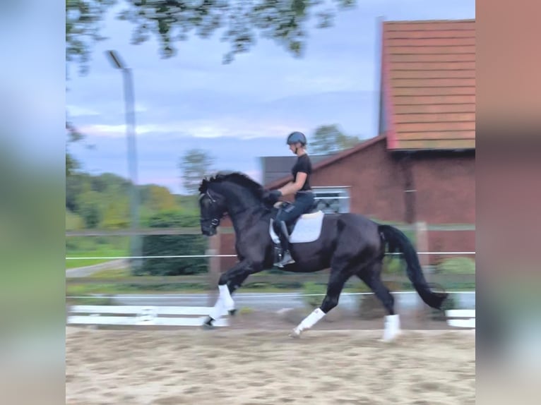 Hannoveraner Stute 5 Jahre 174 cm Rappe in Schwarme