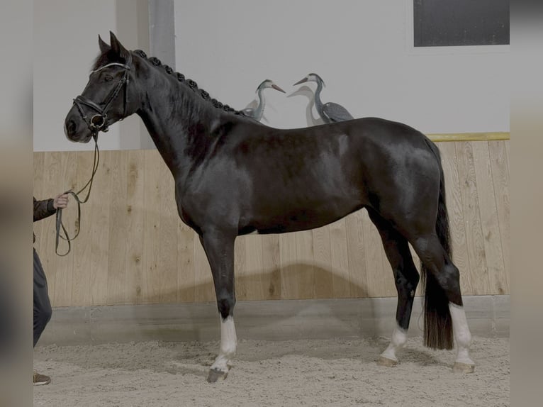 Hannoveraner Stute 5 Jahre 174 cm Rappe in Ibbenbüren