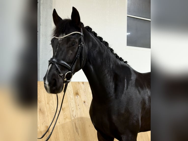 Hannoveraner Stute 5 Jahre 174 cm Rappe in Ibbenbüren