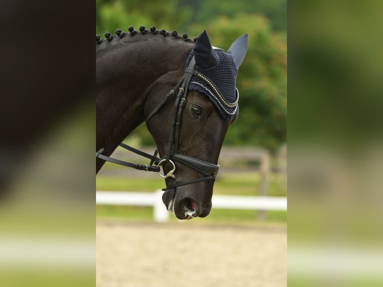 Hannoveraner Stute 5 Jahre 174 cm Rappe in Wriedel