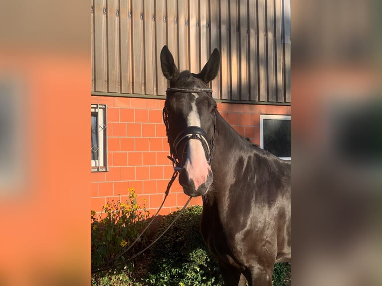 Hannoveraner Stute 5 Jahre 174 cm Rappe in Hepstedt