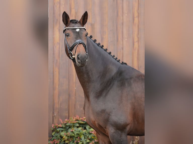 Hannoveraner Stute 5 Jahre 175 cm Brauner in Loxstedt