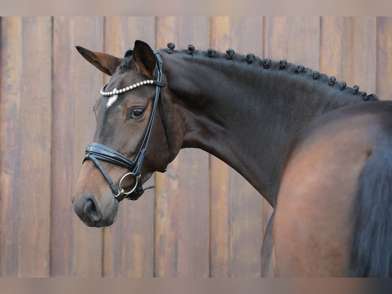 Hannoveraner Stute 5 Jahre 175 cm Brauner in Loxstedt