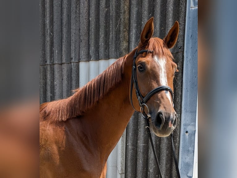 Hannoveraner Stute 5 Jahre 175 cm Fuchs in Remseck am Neckar