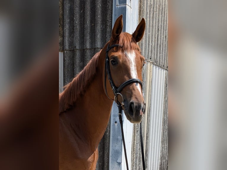 Hannoveraner Stute 5 Jahre 175 cm Fuchs in Remseck am Neckar