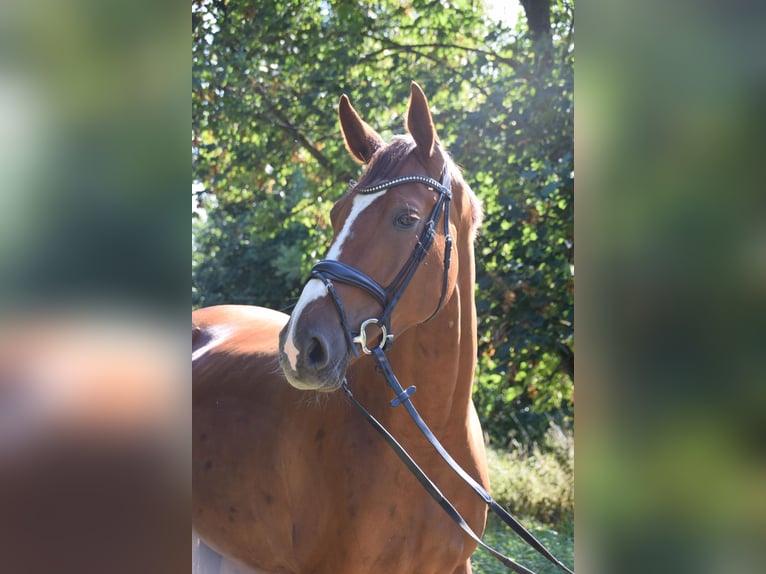 Hannoveraner Stute 5 Jahre 175 cm Fuchs in Hildesheim