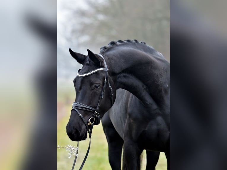 Hannoveraner Stute 5 Jahre 175 cm Rappe in Klötze