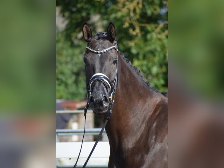 Hannoveraner Stute 5 Jahre 175 cm Rappe in D&#xE4;tgen
