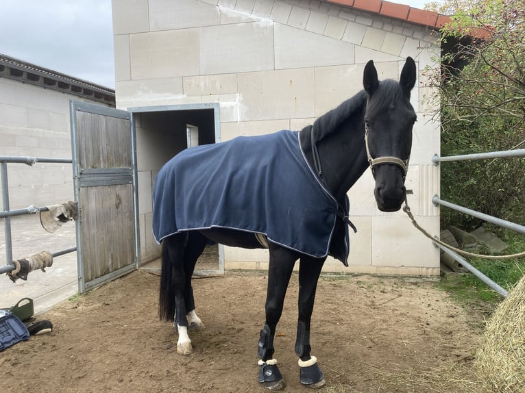 Hannoveraner Stute 5 Jahre 175 cm Rappe in W&#xFC;rzburg