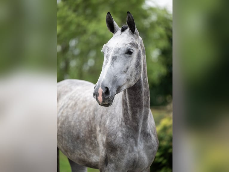 Hannoveraner Stute 5 Jahre 175 cm Schimmel in Hockenheim