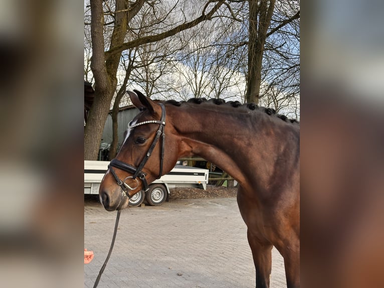 Hannoveraner Stute 5 Jahre 176 cm Brauner in Adelheidsdorf