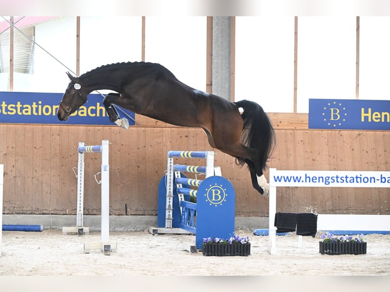 Hannoveraner Stute 5 Jahre 176 cm Brauner in Moosach