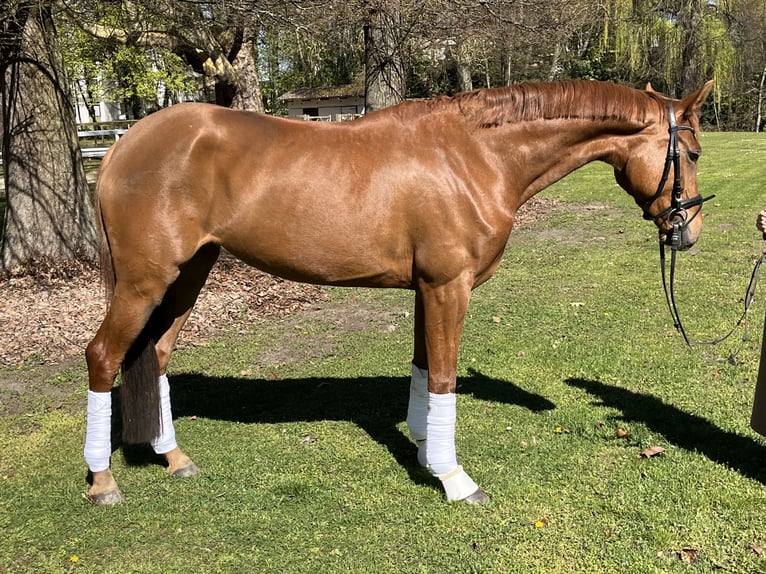 Hannoveraner Stute 5 Jahre 176 cm Fuchs in Hamm