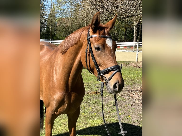 Hannoveraner Stute 5 Jahre 176 cm Fuchs in Hamm