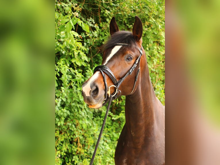 Hannoveraner Stute 5 Jahre 176 cm Schwarzbrauner in Leverkusen