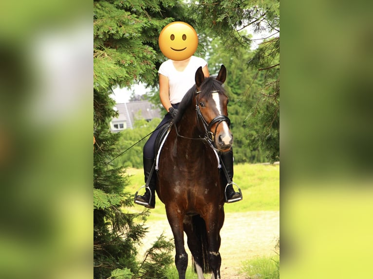 Hannoveraner Stute 5 Jahre 176 cm Schwarzbrauner in Leverkusen