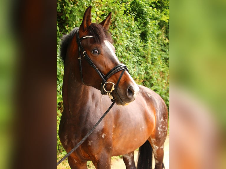Hannoveraner Stute 5 Jahre 176 cm Schwarzbrauner in Leverkusen