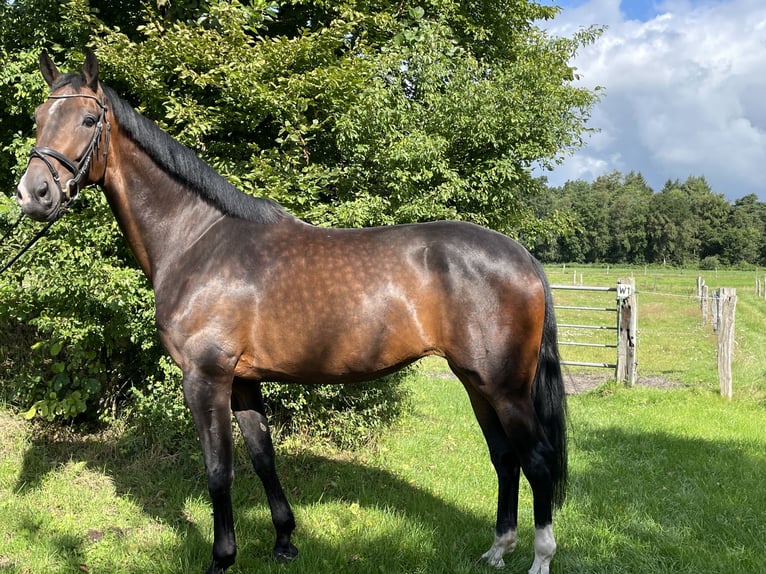 Hannoveraner Stute 5 Jahre 178 cm Brauner in Loxstedt