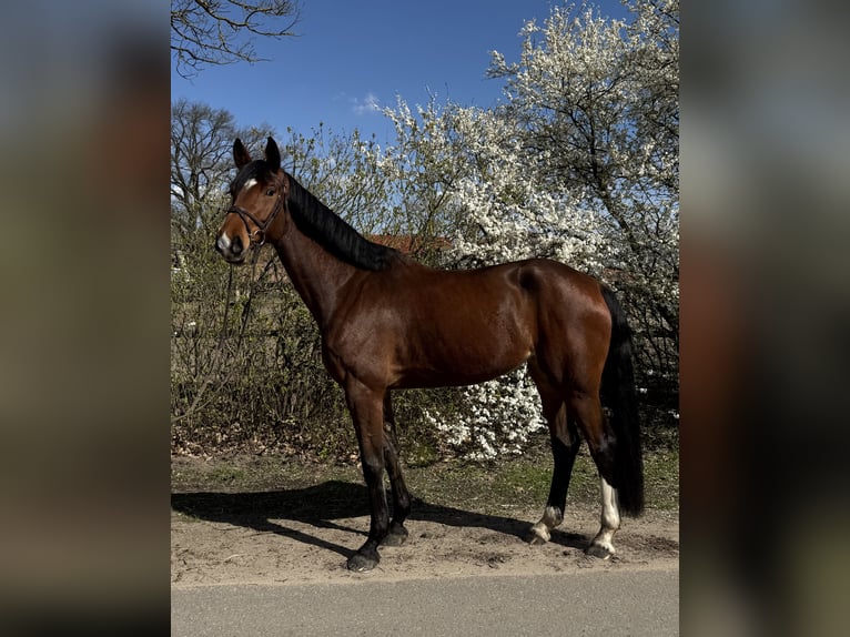 Hannoveraner Stute 5 Jahre 178 cm Brauner in Hittbergen