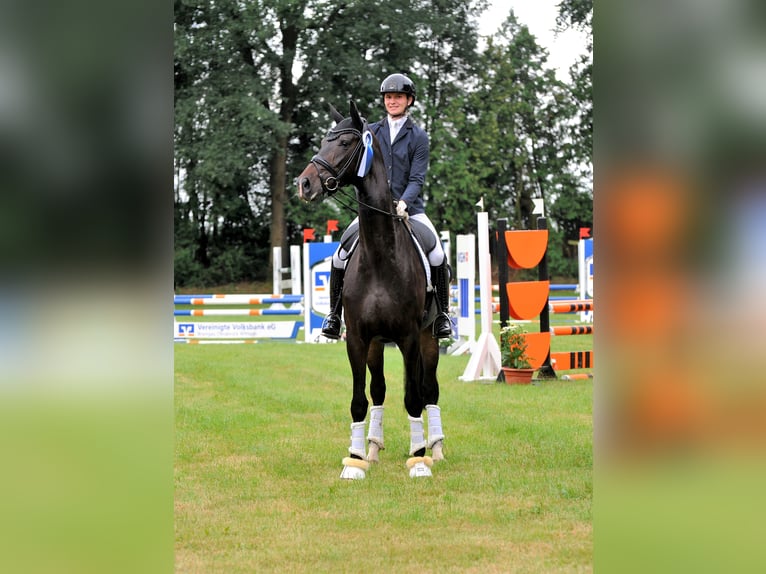 Hannoveraner Stute 5 Jahre 178 cm Schwarzbrauner in Freren