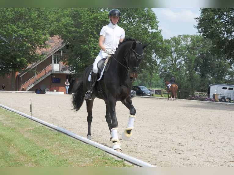 Hannoveraner Stute 5 Jahre 178 cm Schwarzbrauner in Freren