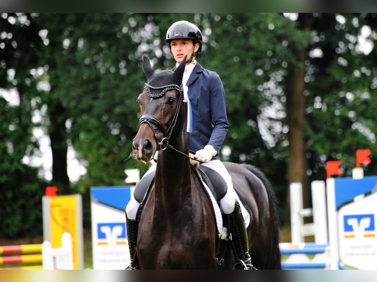 Hannoveraner Stute 5 Jahre 178 cm Schwarzbrauner in Freren