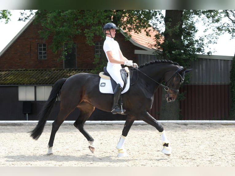 Hannoveraner Stute 5 Jahre 178 cm Schwarzbrauner in Freren