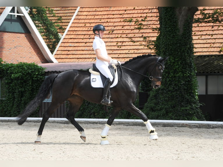 Hannoveraner Stute 5 Jahre 178 cm Schwarzbrauner in Freren