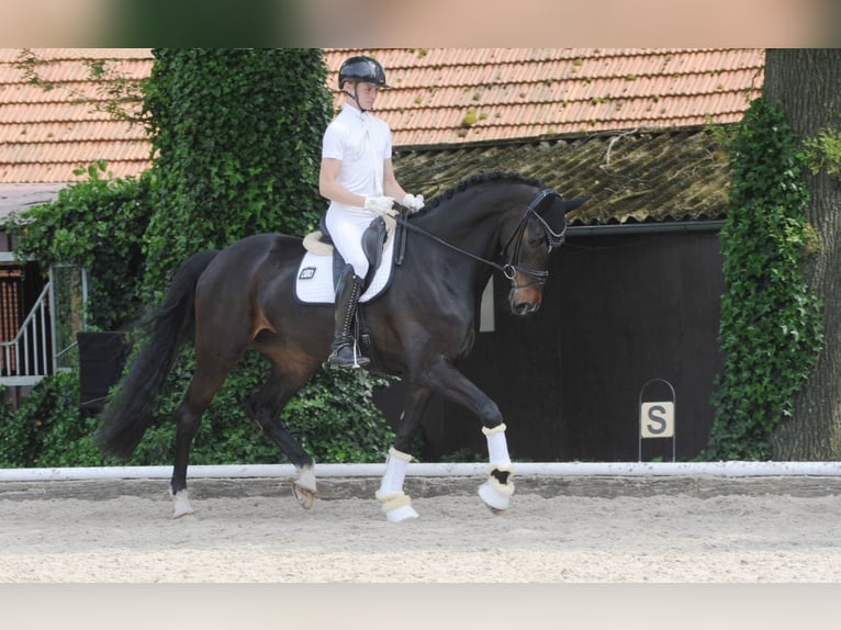 Hannoveraner Stute 5 Jahre 178 cm Schwarzbrauner in Freren