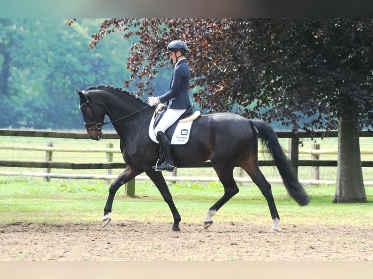 Hannoveraner Stute 5 Jahre 178 cm Schwarzbrauner in Freren