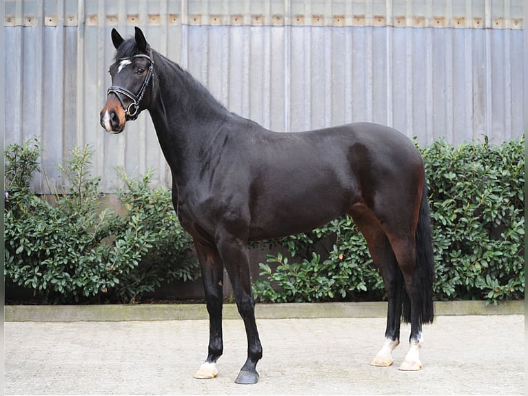 Hannoveraner Stute 5 Jahre 178 cm Schwarzbrauner in Freren