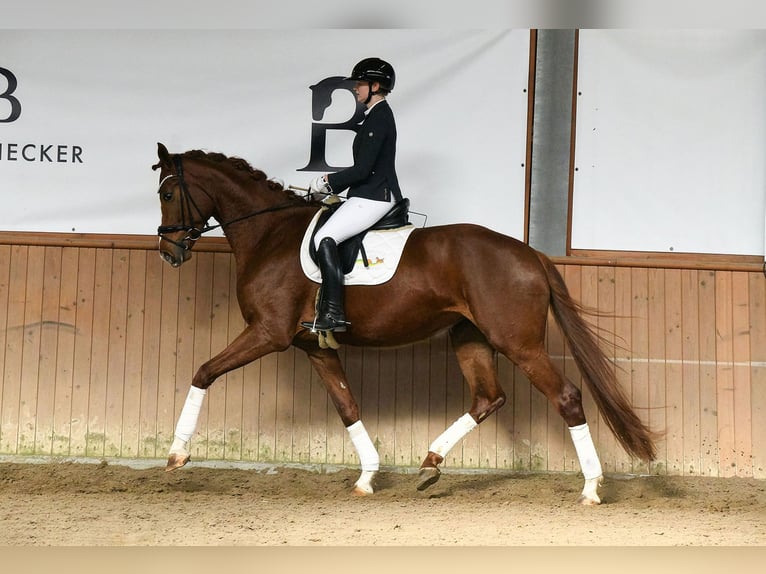 Hannoveraner Stute 5 Jahre 180 cm Fuchs in Riedstadt