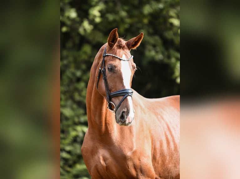 Hannoveraner Stute 5 Jahre 180 cm Fuchs in Riedstadt