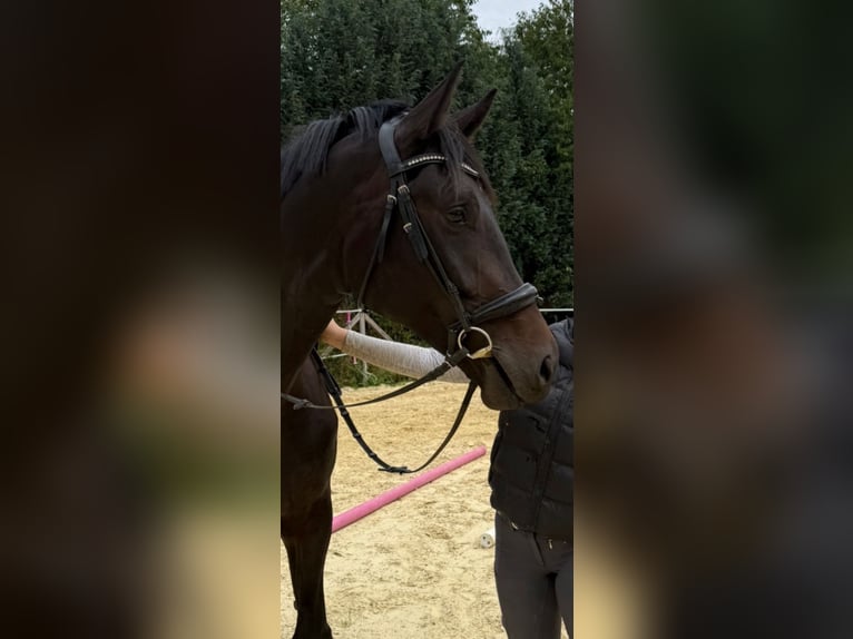 Hannoveraner Stute 5 Jahre 181 cm Rappe in Morsbach
